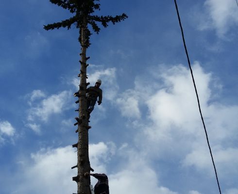 Toaletare arbori